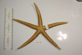 Media type: image;   Invertebrate Zoology AST-3135 Description: Preserved specimen.;